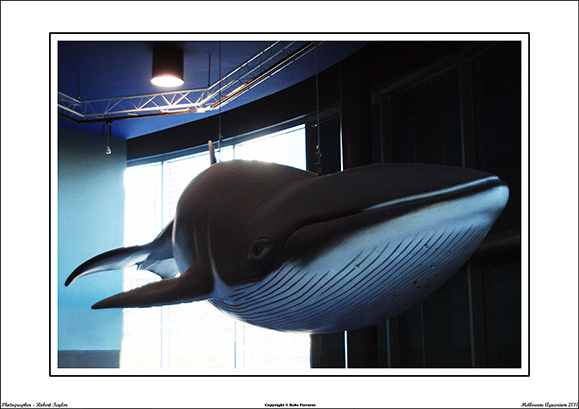 Melbourne Aquarium 2011 - WEB - (4)