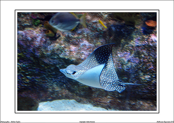 Melbourne Aquarium 2011 - WEB - (9)