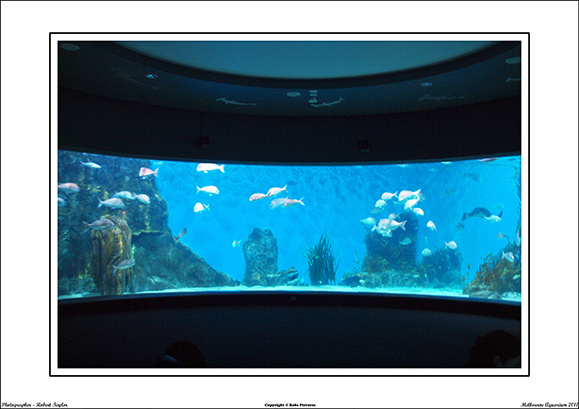 Melbourne Aquarium 2011 - WEB - (17)