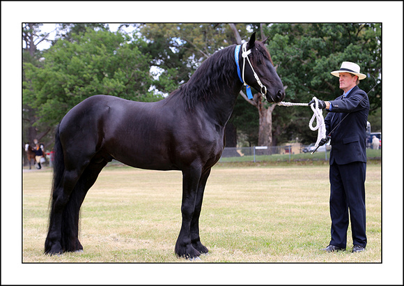 H.HORSE 2013 - ZEN - (2)