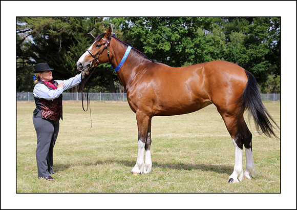 H.HORSE 2013 - ZEN - (15)