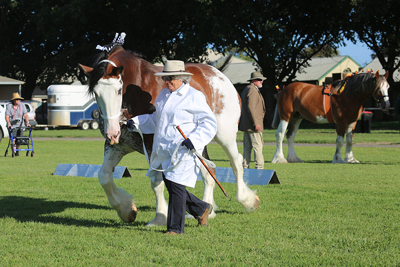 Nat.Clyd. & H.Horse Festival 2025 - WEB - Day 1 (17)