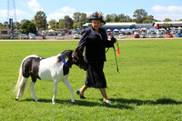 AMHS Xmas Event Bendigo 2024 - WEB - (9)