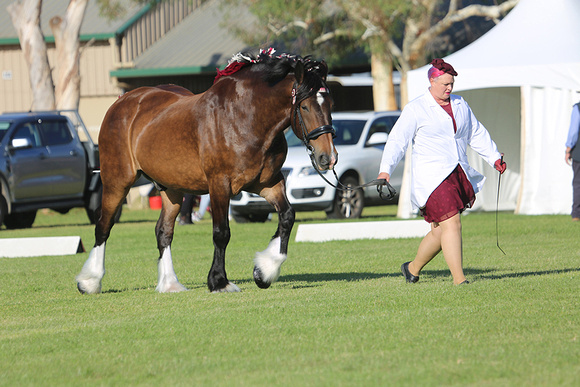 Nat.Clyd. & H.Horse Festival 2025 - WEB - Day 1 (10)