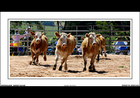 NEERIM RODEO 2017 - WEB - (11)