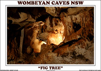 Wombeyan Caves NSW 2016 "Fig Tree"