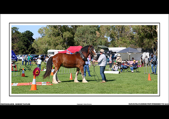 NAT.CLYD.& H.HORSE FEST. 2019 - WEB - (19)