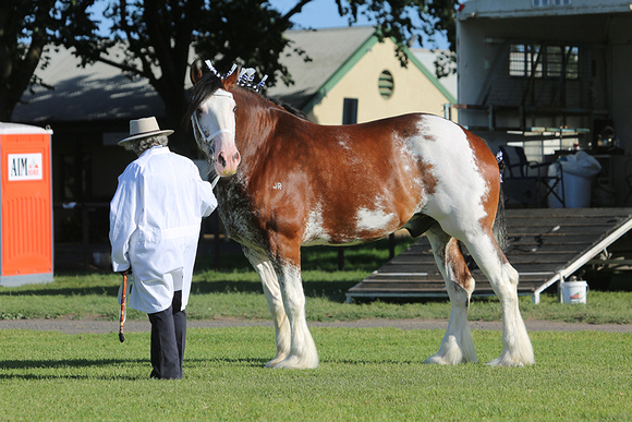 Nat.Clyd. & H.Horse Festival 2025 - WEB - Day 1 (13)