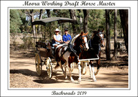 Moora Working Draft Horse Muster Saturday 2019