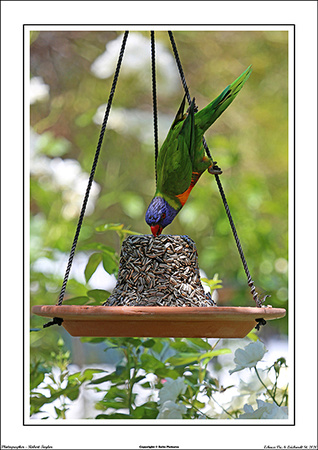 Birdlife - WEB - (11)