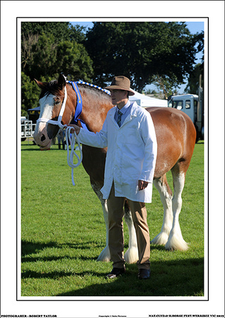 NAT.CLYD.& H.HORSE FEST. 2019 - WEB - (12)