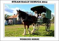 Steam Rally Echuca - 2014 - Working Horse