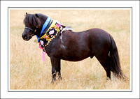 Central Goldfields Mini. Pony Show 2023 - WEB - (13)