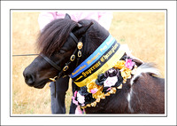 Central Goldfields Mini. Pony Show 2023 - WEB - (16)