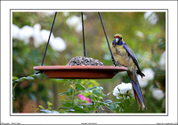 Beautiful Birdlife - Echuca Vic. 2020