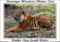 Dubbo N.S.W. Western Plains Zoo 2019