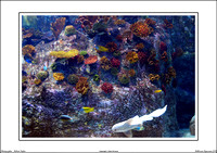 Melbourne Aquarium 2011 - WEB - (6)