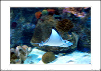 Melbourne Aquarium 2011 - WEB - (10)