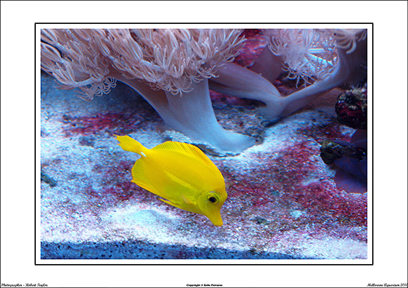 Melbourne Aquarium 2011 - WEB - (12)