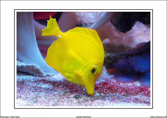 Melbourne Aquarium 2011 - WEB - (13)