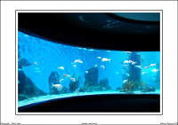 Melbourne Aquarium 2011 - WEB - (14)