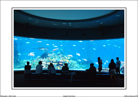 Melbourne Aquarium 2011 - WEB - (15)