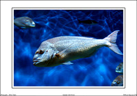 Melbourne Aquarium 2011 - WEB - (16)