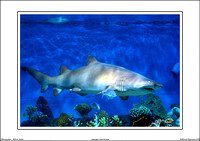 Melbourne Aquarium 2011 - WEB - (18)