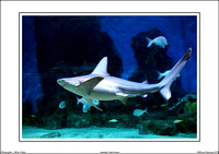 Melbourne Aquarium 2011 - WEB - (19)