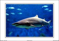 Melbourne Aquarium 2011 - WEB - (20)