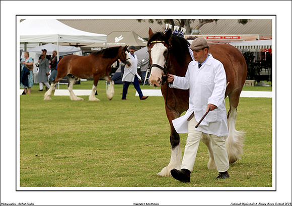 Nat. Clyd. & H. Horse Fest. - WEB - (100)