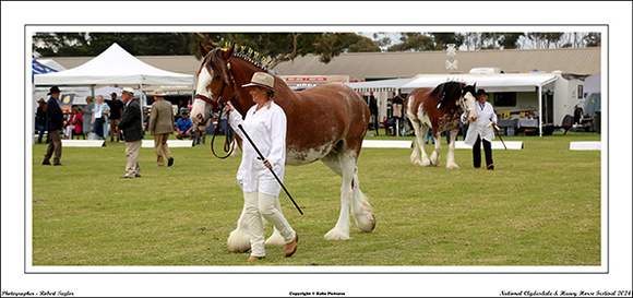 Nat. Clyd. & H. Horse Fest. - WEB - (107)