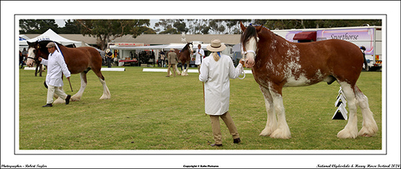 Nat. Clyd. & H. Horse Fest. - WEB - (109)
