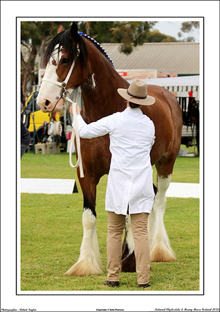 Nat. Clyd. & H. Horse Fest. - WEB - (111)
