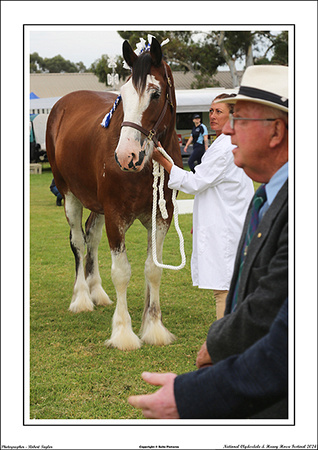 Nat. Clyd. & H. Horse Fest. - WEB - (114)