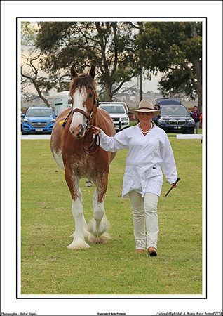 Nat. Clyd. & H. Horse Fest. - WEB - (130)