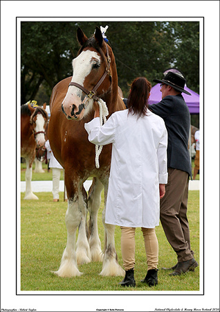 Nat. Clyd. & H. Horse Fest. - WEB - (136)