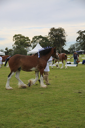 Nat. Clyd. & H. Horse Fest. -WEB Non Edit - X & S (193)