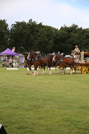 Nat. Clyd. & H. Horse Fest. -WEB Non Edit - X & S (694)