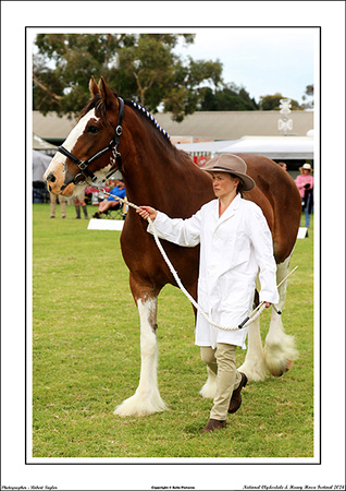 Nat. Clyd. & H. Horse Fest. - WEB - (202)