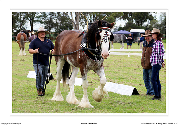 Nat. Clyd. & H. Horse Fest. - WEB - (234)