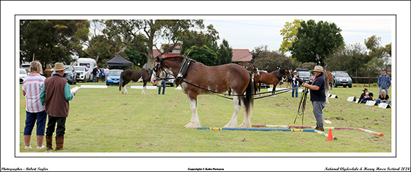 Nat. Clyd. & H. Horse Fest. - WEB - (239)