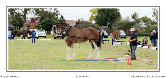 Nat. Clyd. & H. Horse Fest. - WEB - (240)