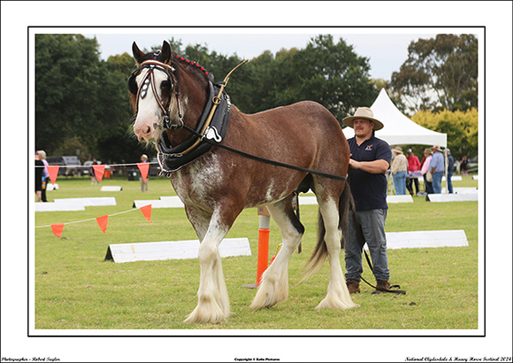 Nat. Clyd. & H. Horse Fest. - WEB - (258)