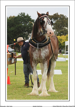 Nat. Clyd. & H. Horse Fest. - WEB - (259)