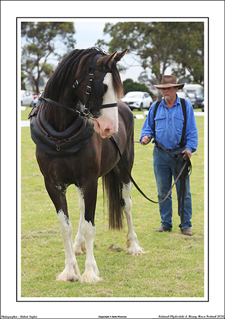 Nat. Clyd. & H. Horse Fest. - WEB - (285)