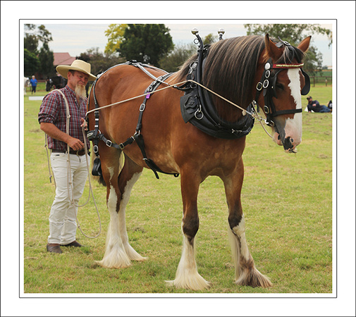 Nat. Clyd. & H. Horse Fest. - WEB - (286)