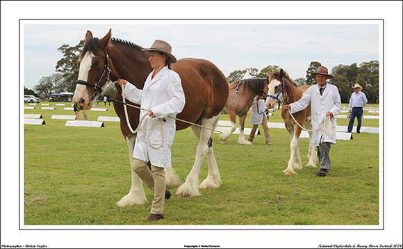 Nat. Clyd. & H. Horse Fest. - WEB - (291)
