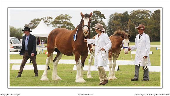 Nat. Clyd. & H. Horse Fest. - WEB - (299)