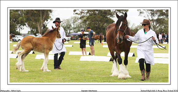 Nat. Clyd. & H. Horse Fest. - WEB - (304)